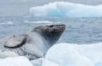 Foca leopardo descansa em bloco de gelo na região de Point Wild, em Elephant Island, na Antártida (foto de J P Salakari)
